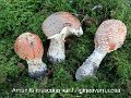 Amanita muscaria var.fuligineoverrucosa-amf2215